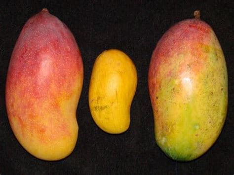 Mango Farming In Kenya The Best Way To Do It Oxfarm Organic Ltd