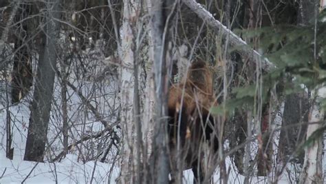 alaska moose snow nature grazing through Stock Footage Video (100% ...