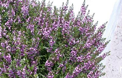 Angelonia - University of Florida, Institute of Food and Agricultural ...