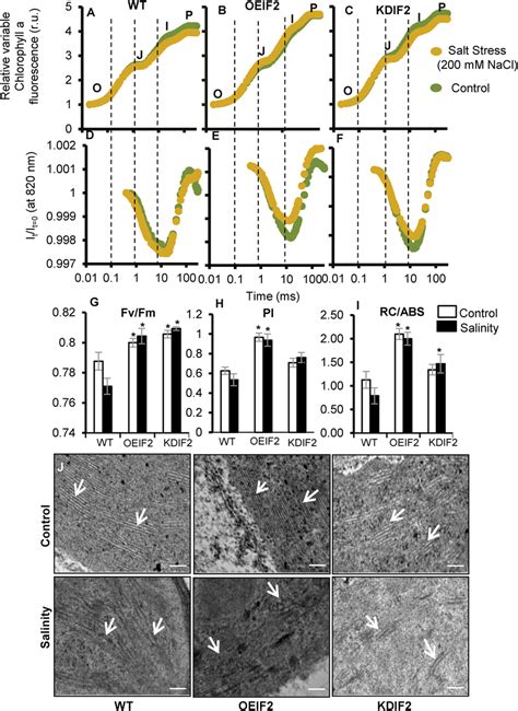 Effect Of Salt Stress On Chlorophyll A Fluorescence Nm