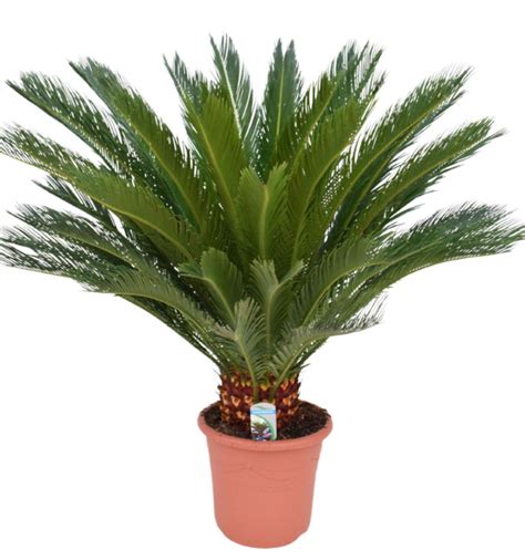 Palmfarn Sago Palme Cycas Revoluta Kaufen