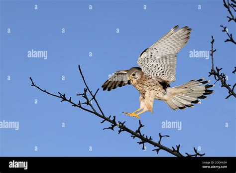 Common Kestrel Falco Tinnunculus Adult In Flight Normandy Stock