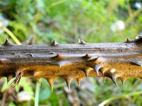 Free Images Tree Nature Forest Grass Branch Sharp Stem Leaf Flower Wildlife Green