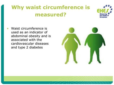 Ppt Measuring The Waist Circumference Powerpoint Presentation Free Download Id 5561461