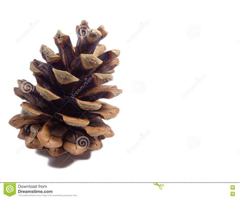 One Big Natural Dry Pine Cone Isolated On White Background Stock Image