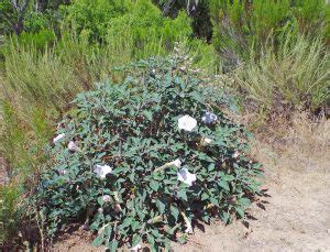 How To Make Datura Flower Essence | Best Flower Site