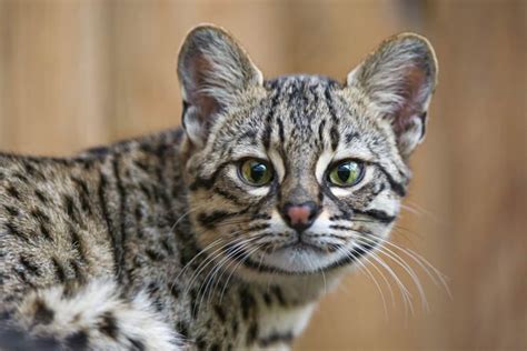 Geoffroy's cat (Leopardus geoffroyi) – characteristic predator ...