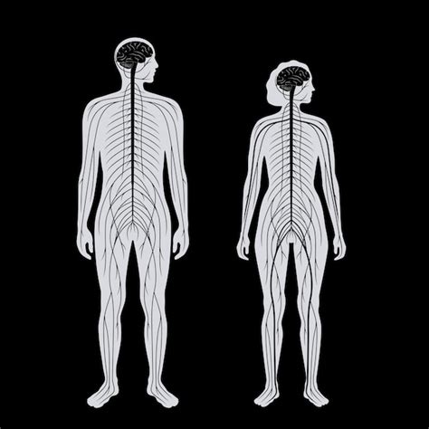 Premium Vector Central Nervous System