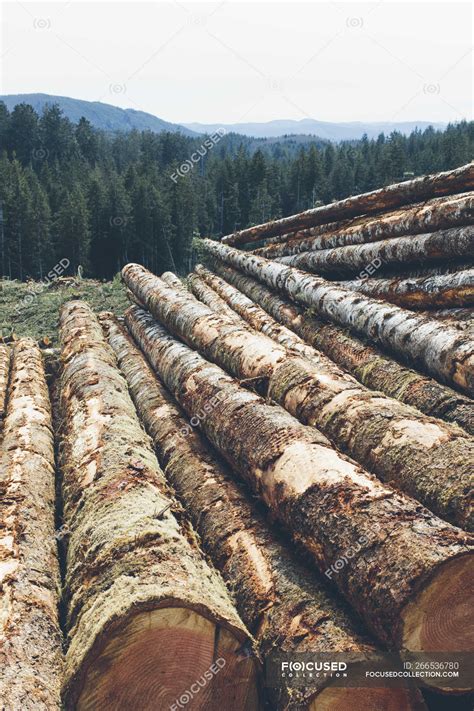 Stacked Logs Of Freshly Logged Spruces And Firs In Pacific Northwest