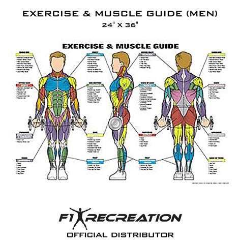Muscles Diagrams Diagram Of Muscles And Anatomy Charts