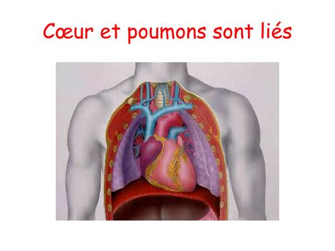 Anatomie Physiologie De Lappareil Respiratoire Ppt