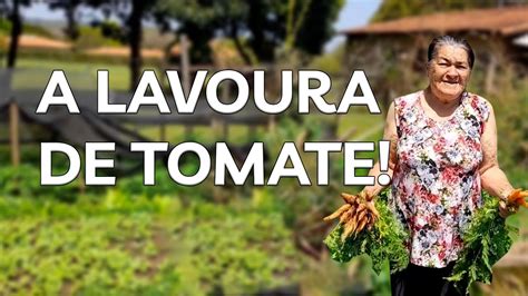 A LAVOURA DE TOMATE E MINHAS PLANTAÇÕES YouTube