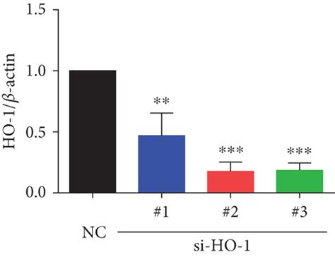 The Expression Level Of HO 1 In NPMSCs With Different Treatments A