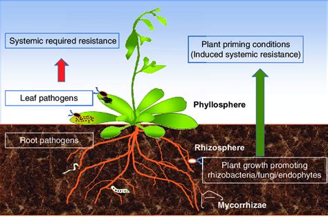 Plant-microbe interaction – Medium