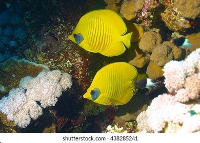 Bluecheek Butterflyfish Royalty Free Images Stock Photos