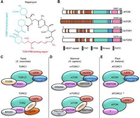 Conservation And Diversity Of Torc And Torc Signaling In Eukaryotes