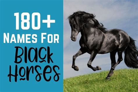 180+ Names for Black Horses - Helpful Horse Hints