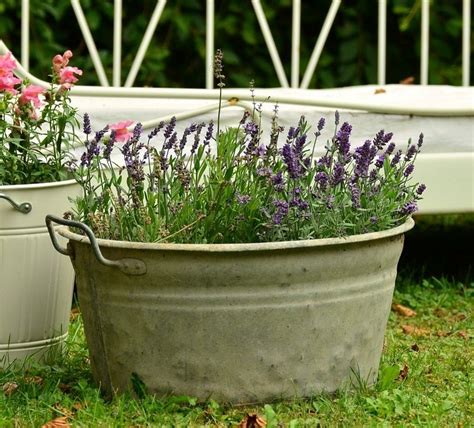 How To Grow English Lavender Sweet Life And Lemons