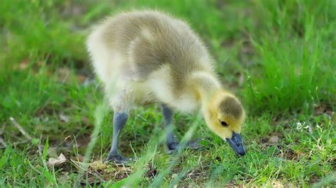 Baby Geese Youtube