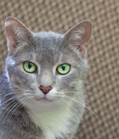 Grey Cat Breeds Green Eyes - Pets Lovers