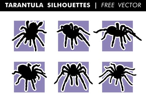 Tarantula Vector Art Icons And Graphics For Free Download