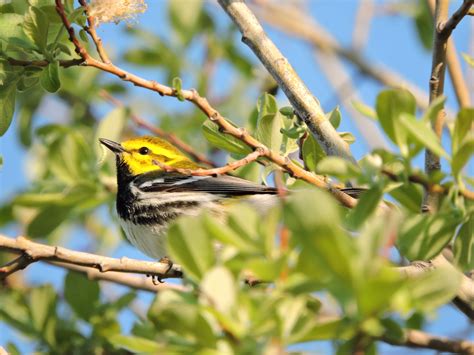 Black-throated Green Warbler | Audubon Field Guide
