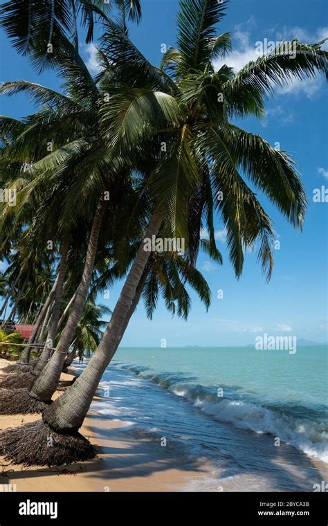 Palmeras De Coco En La Playa De Arena Blanca Con Agua Cristalina En Un