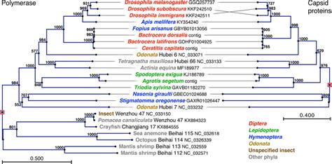 Phylogenetic Analysis Of Nora Like Viruses Nora VP4 Like Sequences