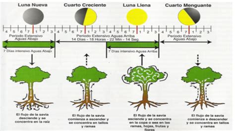 Libros Y Noticias De Agronomia Como Cultivar Bas Ndose En Las Fases