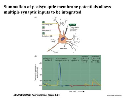 Ppt Neurotransmitter And Receptors Powerpoint Presentation Free