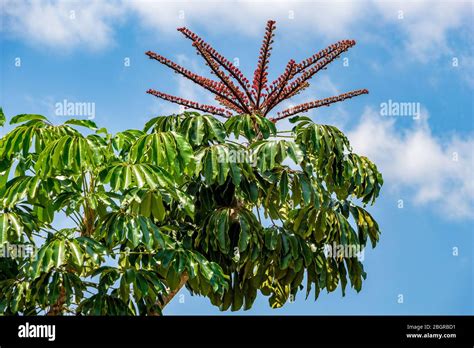 Australia Umbrella Tree Aka Octopus Tree Schefflera Actinophylla