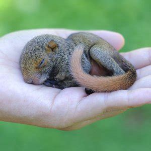 How to Care for a Baby Squirrel: Everything You Ever Wanted to Know