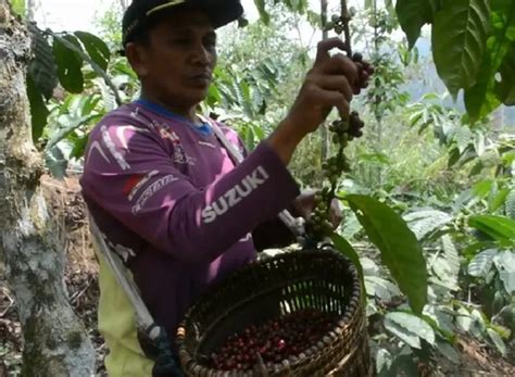 Ini Wilayah Penghasil Kopi Cilacap Lengkap Luasan Dan Produksinya