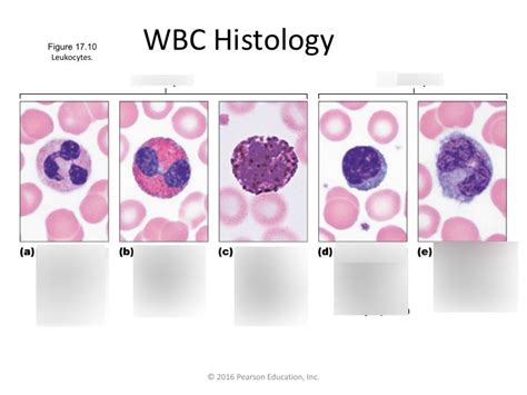 NRS 250 WBC Histology Diagram | Quizlet