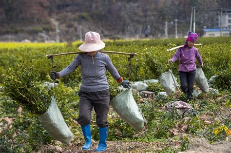 贵州从江：油茶育苗备春耕（图）国家旅游地理探索自然 传播人文 愉悦身心