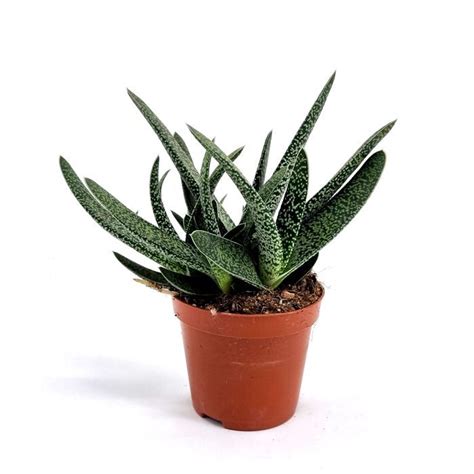 Gasteria Verrucosa Cm Pot Voordelig Kopen Bij Tuinflora