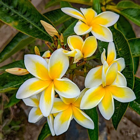 Flowers – Yellow Plumeria | Photos by Ravi