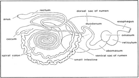 Sheep Nutrition Ufifas Extension