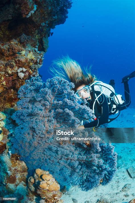 Underwater Coral Reef Young Woman Scuba Diver Scuba Diving And Soft ...