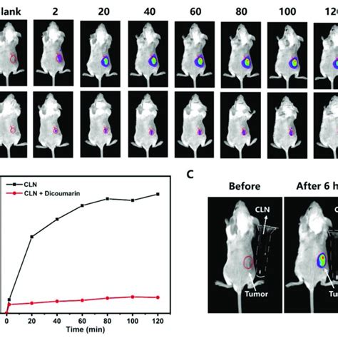 A Fluorescence Imaging Of The 4t1 Tumor Bearing Balb C Mice At 2 20 Download Scientific