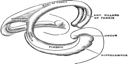 Fornix - Assignment Point