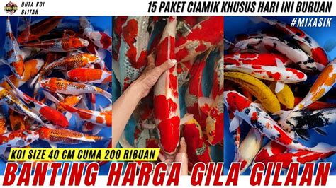 Banting Harga Gila Gilaan Koi Jumbo Size Cm Hanya Ribuan