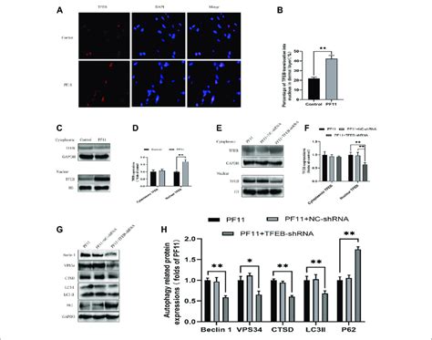 Pf Augments Autophagy By Promoting Nuclear Translocation Of Tfeb