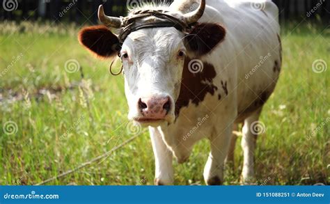 Vaca Que Pasta En Un Prado Verde En Verano Una Vaca En Un Campo Rural