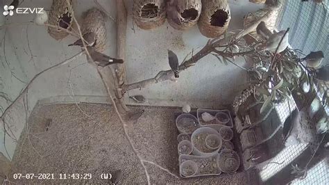 Zebra Finch Aviary Live Am Youtube