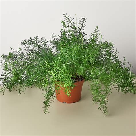 Fern 'Sprengeri' | Indoor Plant | Tropical Plant | Potted Plant — House