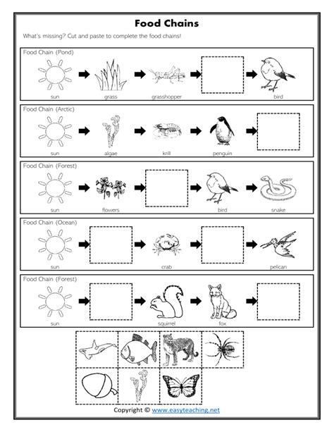 completefoodchainsworksheet