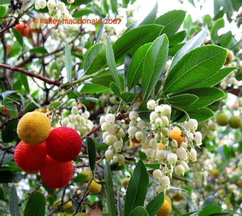 Plantfiles Pictures Killarney Strawberry Tree Strawberry Tree