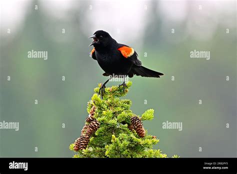 A Male Red Winged Blackbird Agelaius Phoeniceus Perched On Top Of A