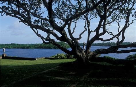 Canopy Tree Hawaii Le Havre Pretty Photos Beautiful Pictures Sri